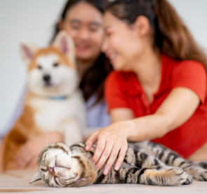 Pet